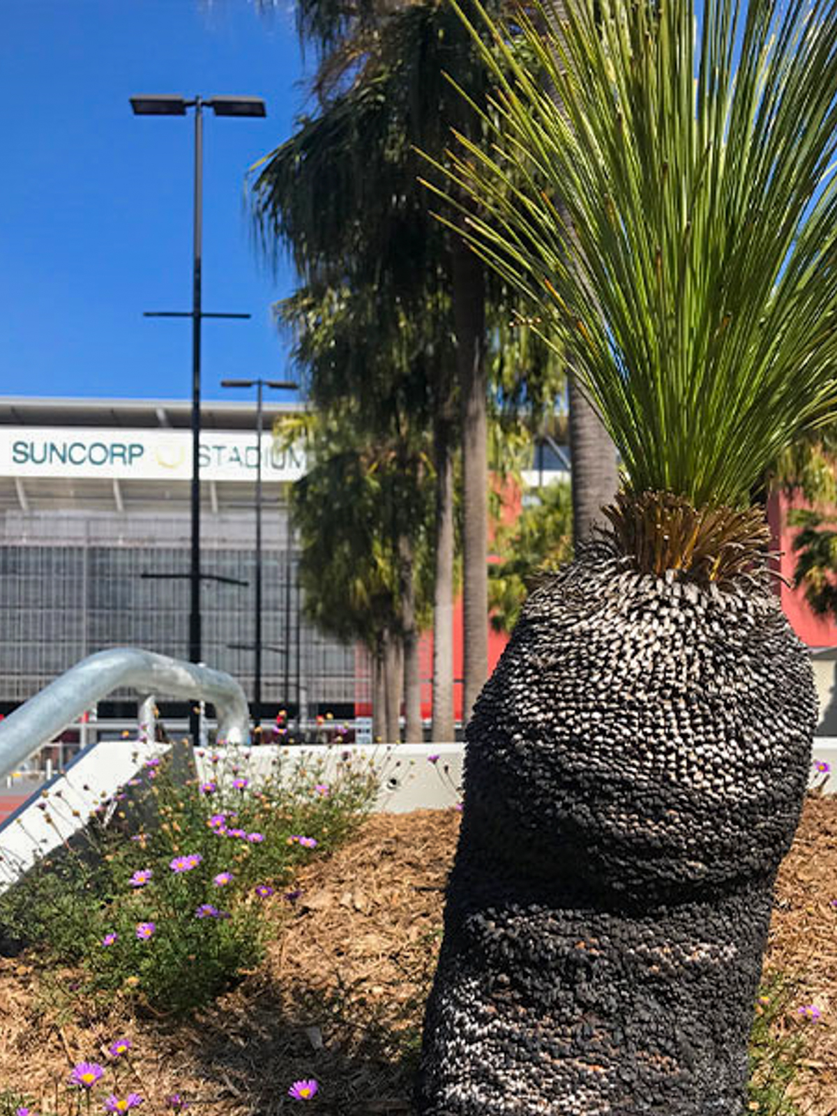 Image of the new bush garden, with view of Suncorp Stadium in the background.
