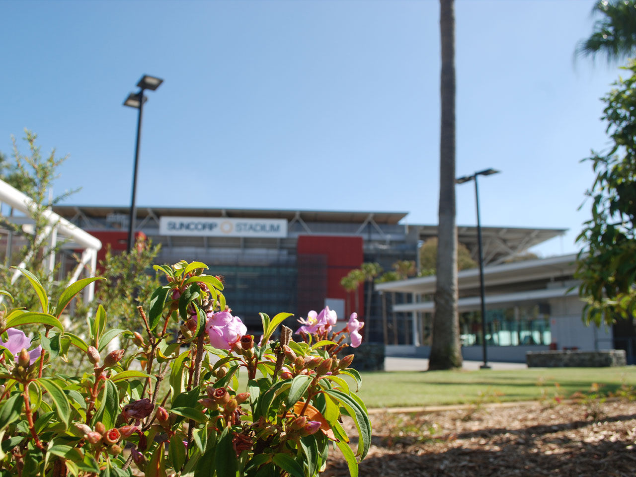 A beautifule pink flower on the Suncorp Stadium South Plaza with the Stadium in the background