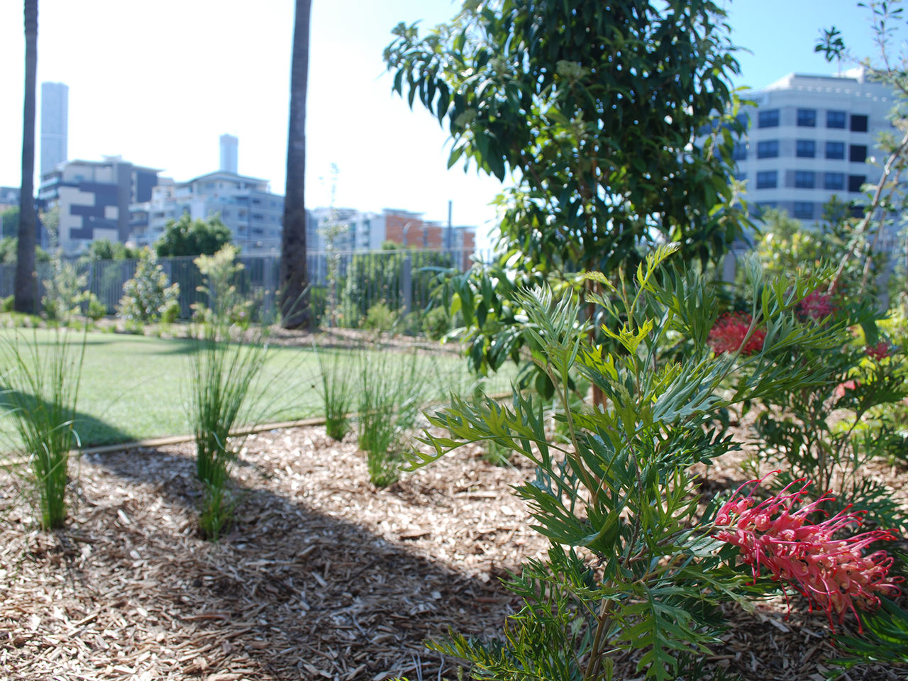 An image of native plants in the southern plaza gardens at Suncorp Stadium