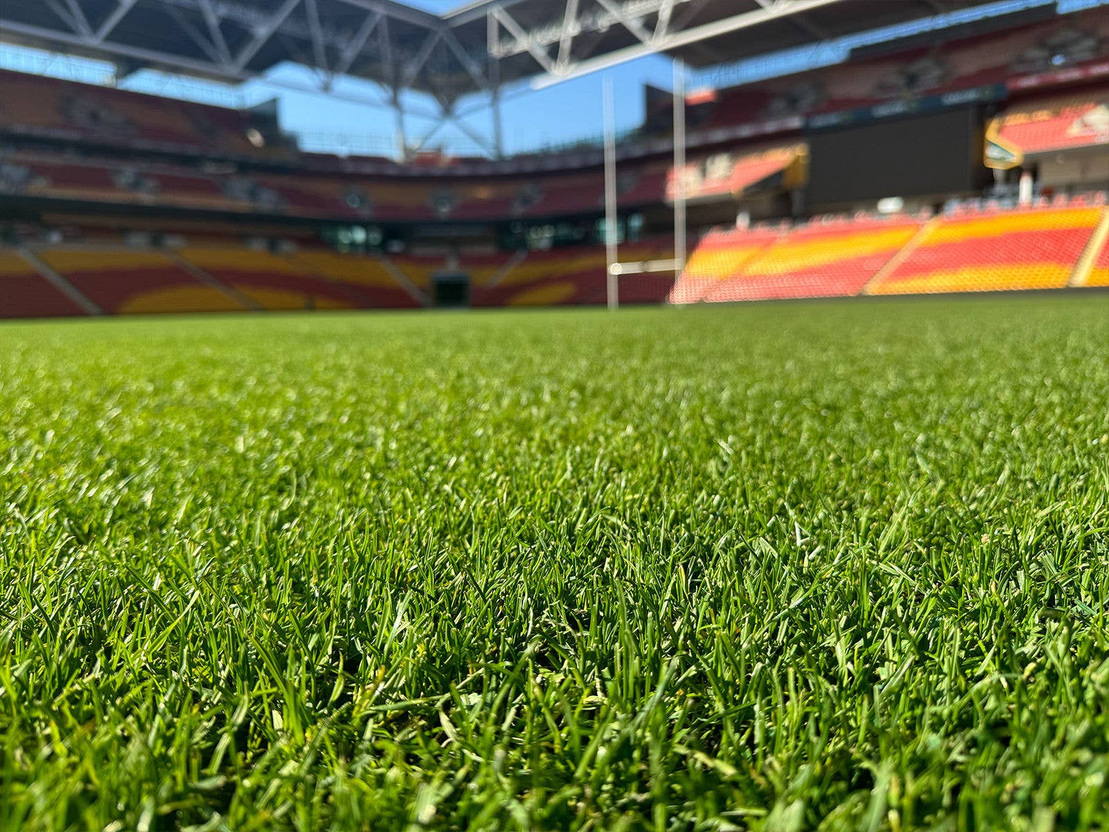 A close up image of the Suncorp Stadium field grass in the sunlight