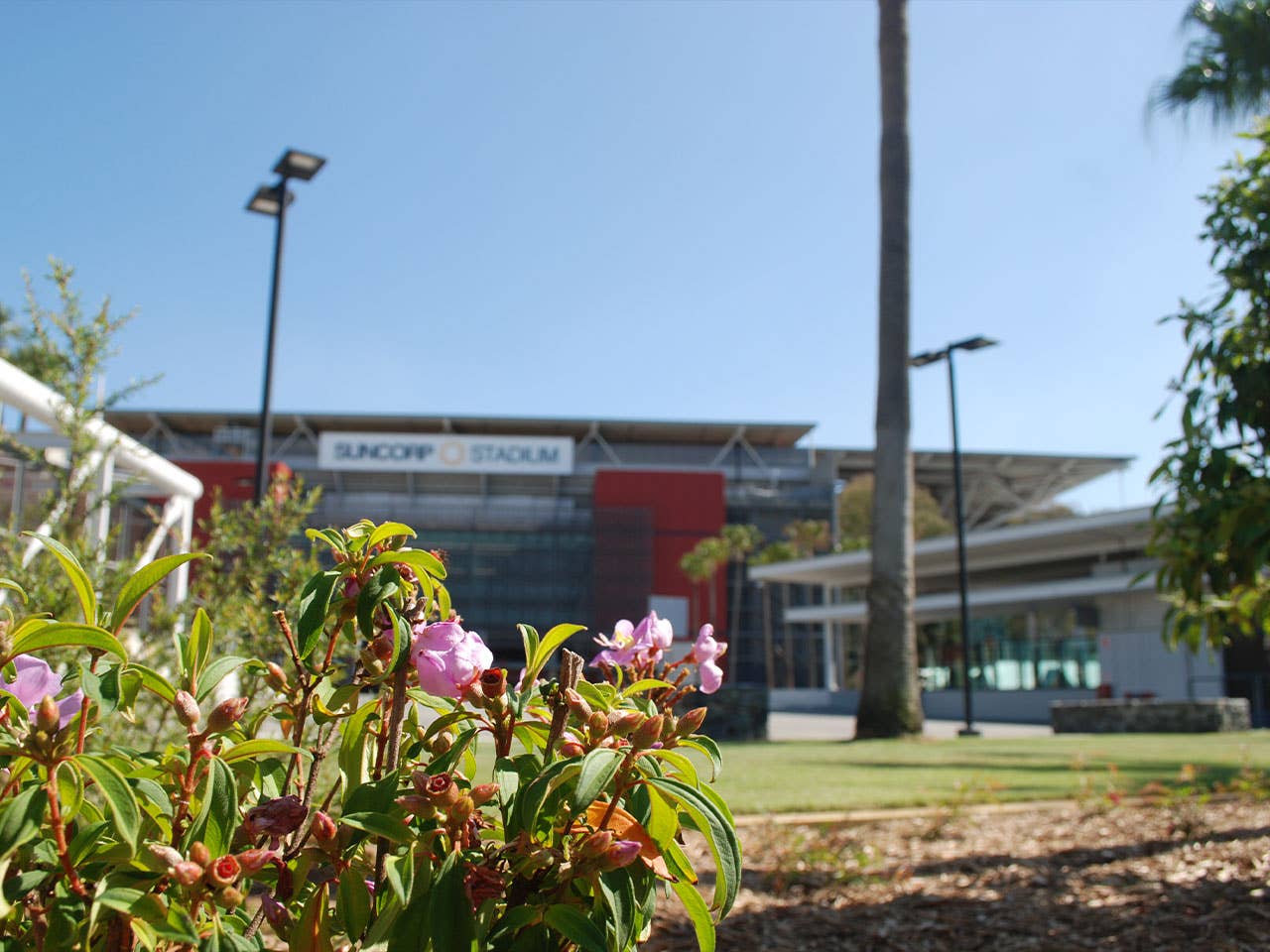 A beautifule pink flower on the Suncorp Stadium South Plaza with the Stadium in the background